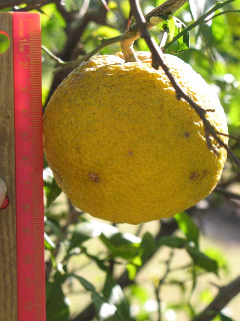            Fruit (Winter Haven, FL)   